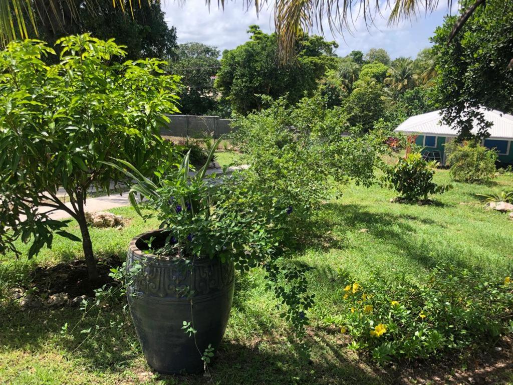 Jardin Des Anges-Bungalows Creoles Et Studio لو مول المظهر الخارجي الصورة